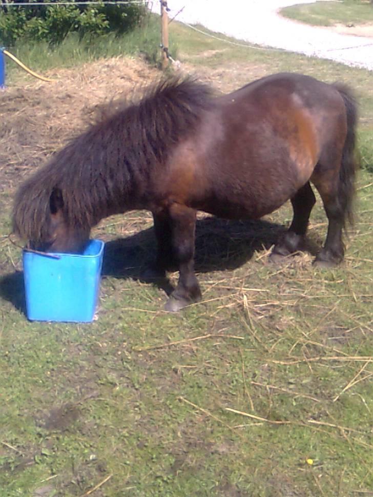 Shetlænder Charlie R.I.P :'( elsket & savnet !! <'3 billede 15