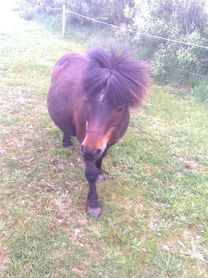 Shetlænder Charlie R.I.P :'( elsket & savnet !! <'3 billede 16