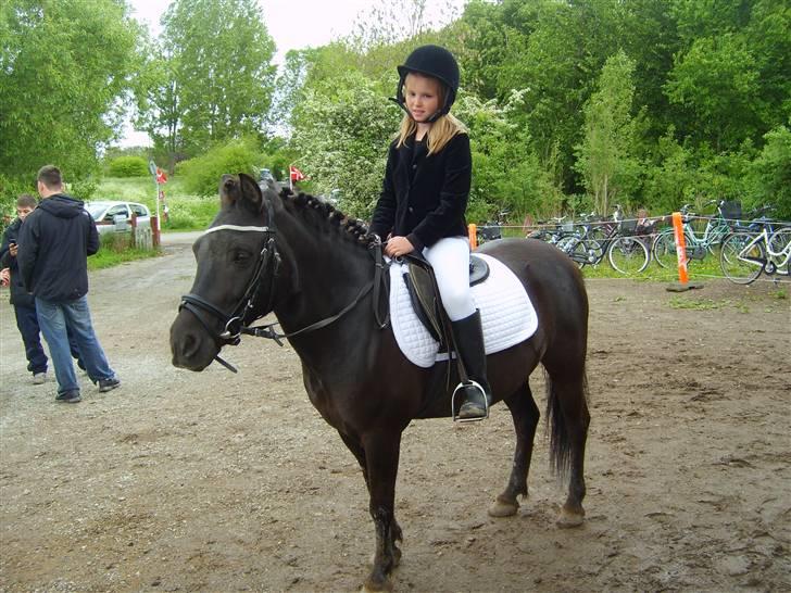 Anden særlig race Sputnik - du var så god til stævnet! :) billede 5