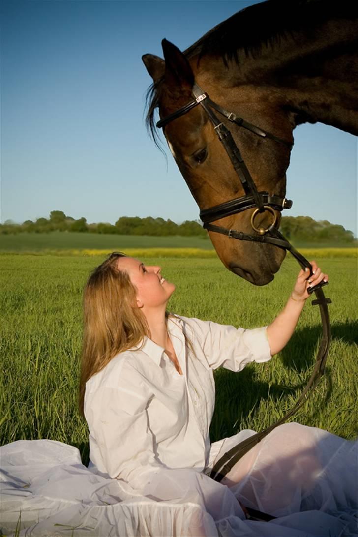 Dansk Varmblod Daylight Rex R.I.P. <3 - Fotograf: Mona Grundsøe/MG.Foto billede 3