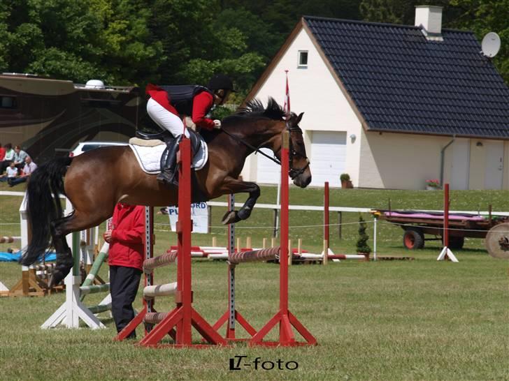 New Forest Miss Jeanette ( solgt )<3 - mors LB fotograf: Line og Trine Pedersen billede 20