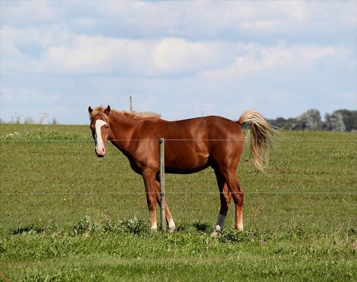 Welsh Partbred (Sec F)         Ørsteds Carpaccio - PØLSE LAVER PØLSE :D Farvel herfra, smid gerne en kommentar og en bedømmelse billede 20