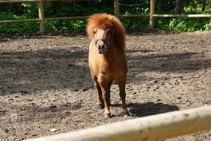 Shetlænder Klaus billede 1