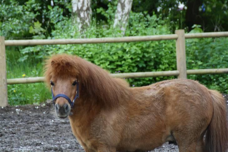 Shetlænder Klaus billede 2