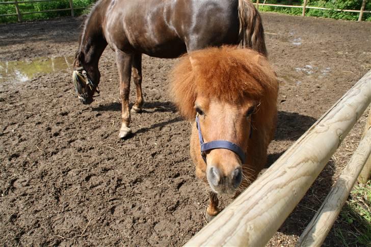 Shetlænder Klaus billede 3