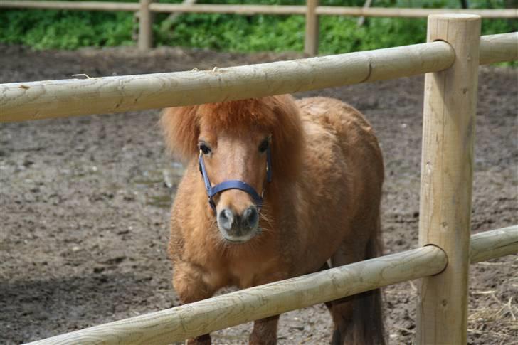 Shetlænder Klaus billede 4