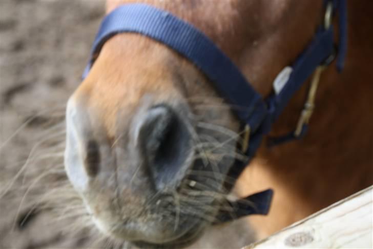 Shetlænder Klaus billede 5