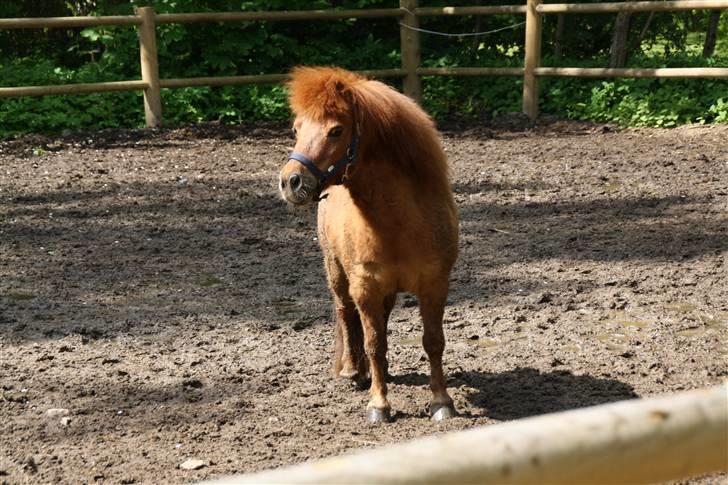 Shetlænder Klaus billede 6