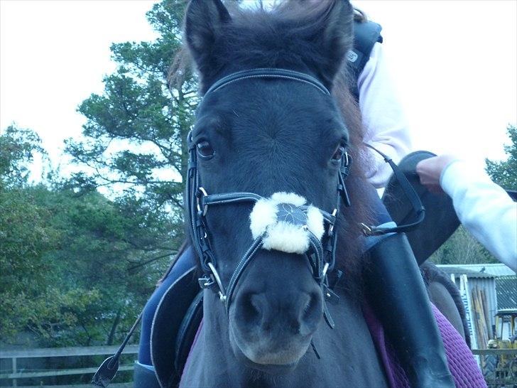 Anden særlig race Sputnik - Woooow en smuk pony! <3  billede 7