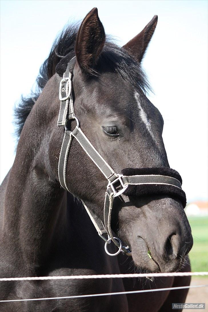 Oldenborg Grønbæks Dior billede 11