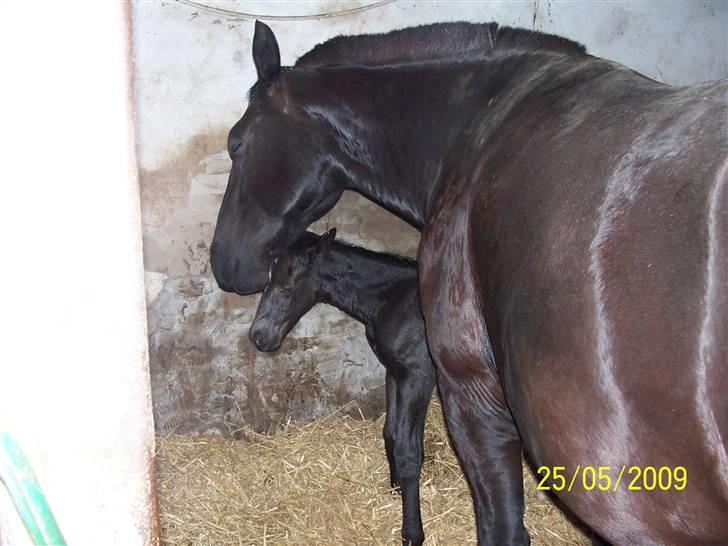 Oldenborg Grønbæks Dior billede 10