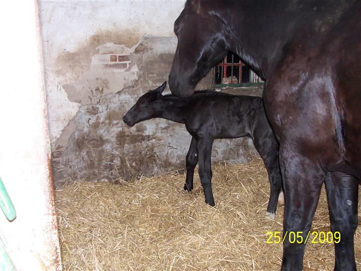 Oldenborg Grønbæks Dior billede 12