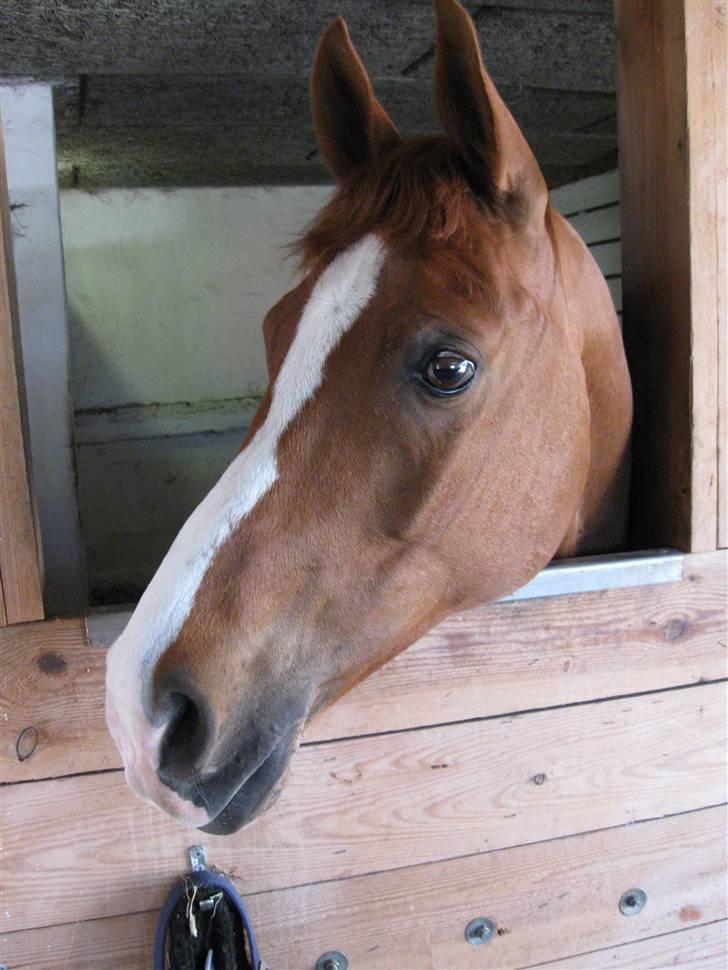 Hollandsk Sportspony Mister(gammel part) - Mister <3 billede 15