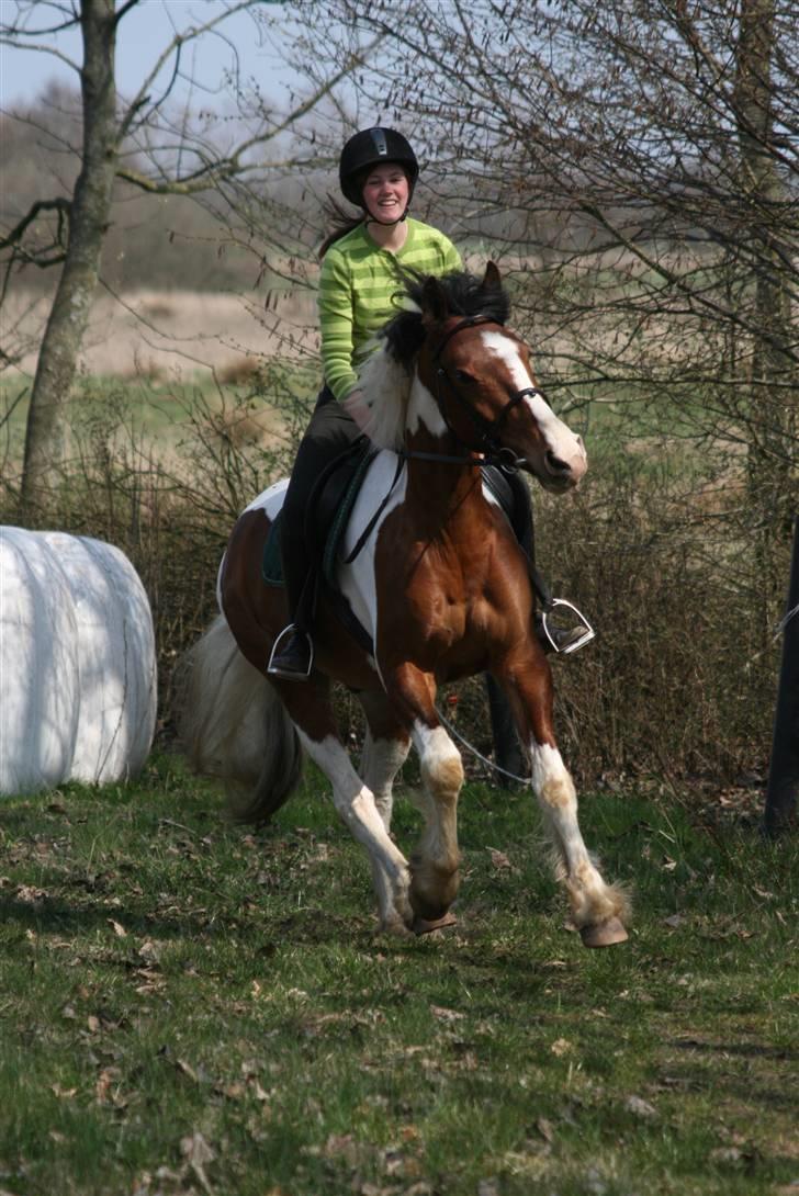 Anden særlig race Stormvind - SOLGT - 12.april 2009 - Den sidste galop!  billede 3