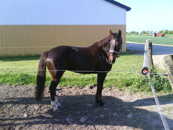 Anden særlig race Willow <3 Solgt billede 9