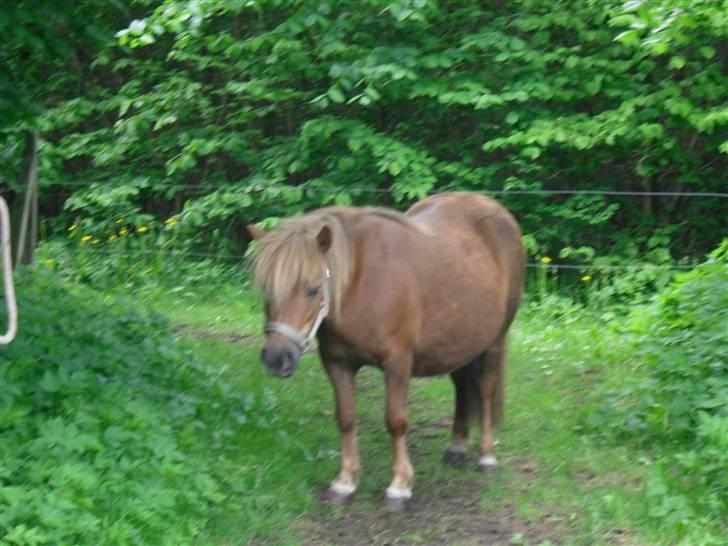 Shetlænder Anja <´3 - den søde bette shetter på fold:p billede 1