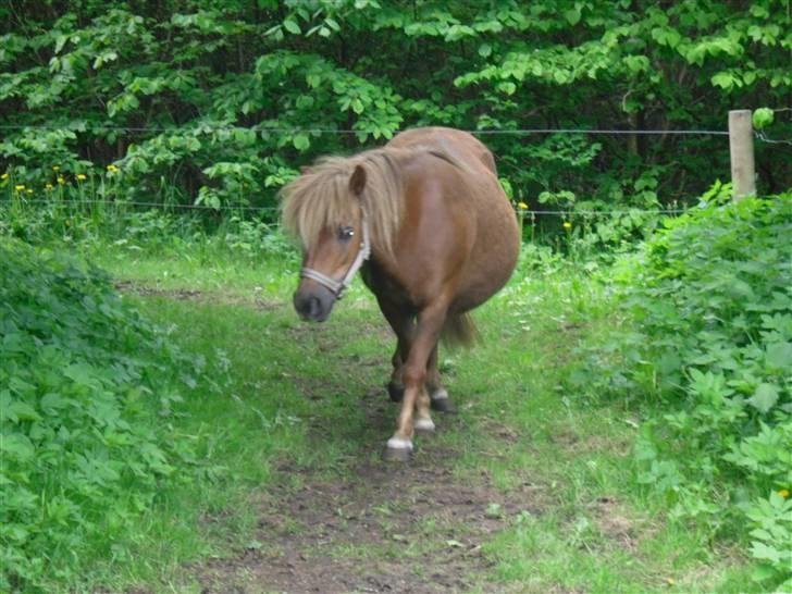 Shetlænder Anja <´3 - miiiin anse billede 2