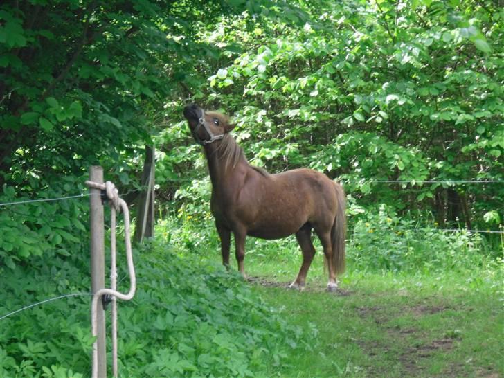 Shetlænder Anja <´3 - smuksaksen på fold:p billede 3