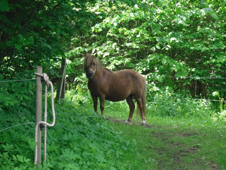 Shetlænder Anja <´3 - fold:) billede 4