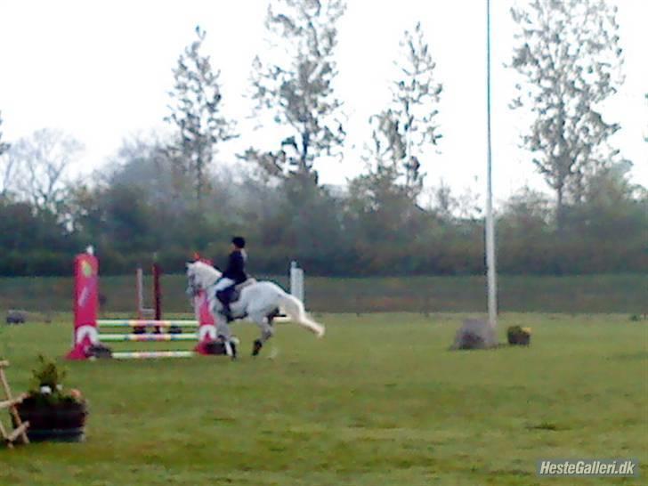 Anden særlig race Speedy Gonzales SOLGT! - velkommen til speedy´s profil billede 1