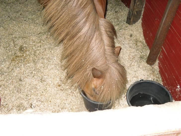 Shetlænder Anja <´3 - Anja spiser aftensmad! billede 5