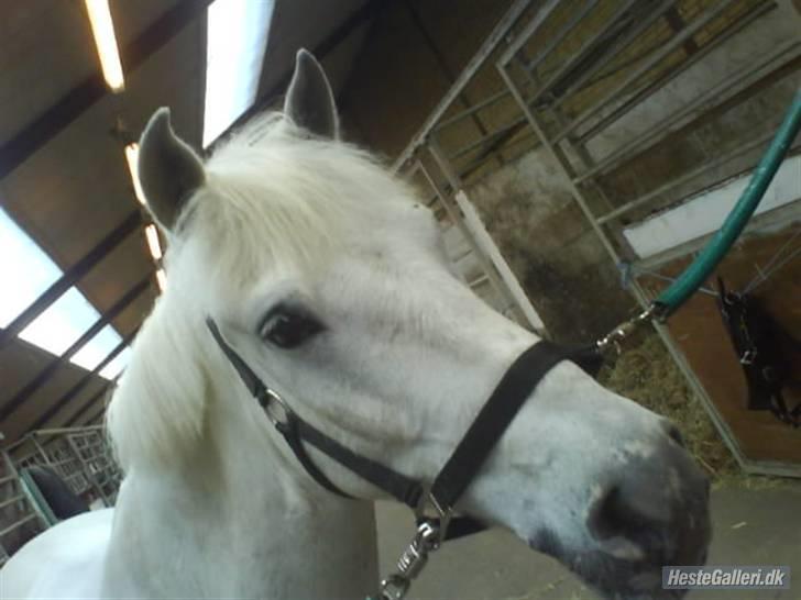 Anden særlig race Speedy Gonzales SOLGT! - et billede i stalden  billede 2