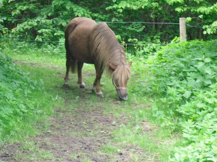 Shetlænder Anja <´3 - på fold. billede 6