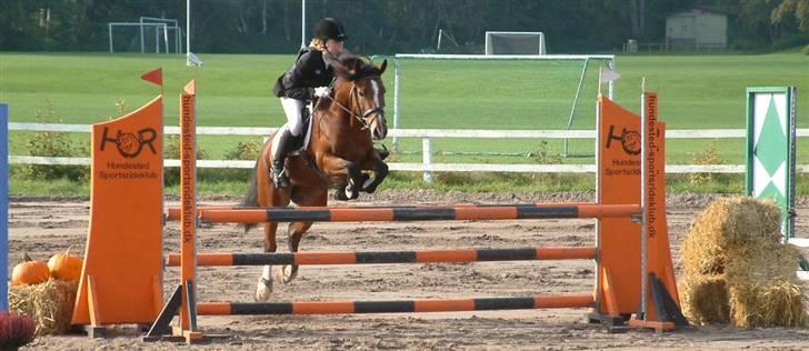 Welsh Cob (sec D) Lindbergs Fashion *SOLGT* - Velkommen allesammen! :) HUR sjm 2008:) LA billede 1