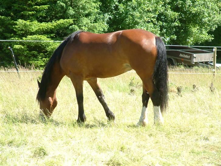 Welsh Cob (sec D) Lindbergs Fashion *SOLGT* - Den smukke på fold:) 2008 billede 3