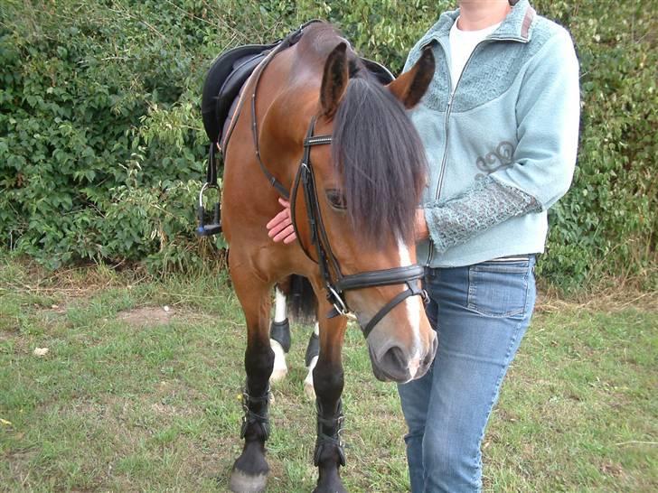 Welsh Cob (sec D) Lindbergs Fashion *SOLGT* - Mutti og Fashion til d4 mesterskab 2008:) billede 4