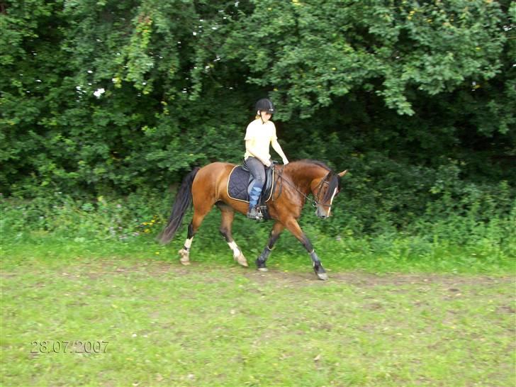 Welsh Cob (sec D) Lindbergs Fashion *SOLGT* - Dressur:) 2008 billede 10