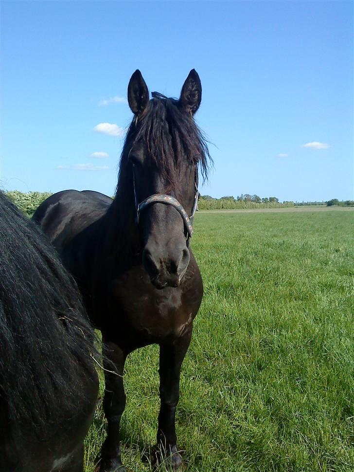 Frieser Femke *solgt :'(* billede 19