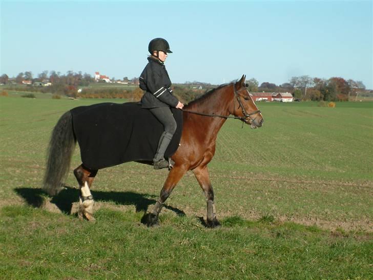 Welsh Cob (sec D) Lindbergs Fashion *SOLGT* - Dressur:) 2008 billede 12