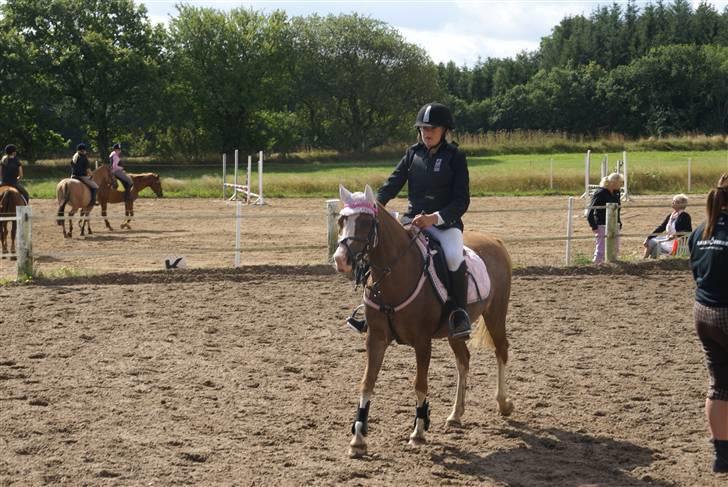 Welsh Pony af Cob-type (sec C) Molly/solgt. billede 9