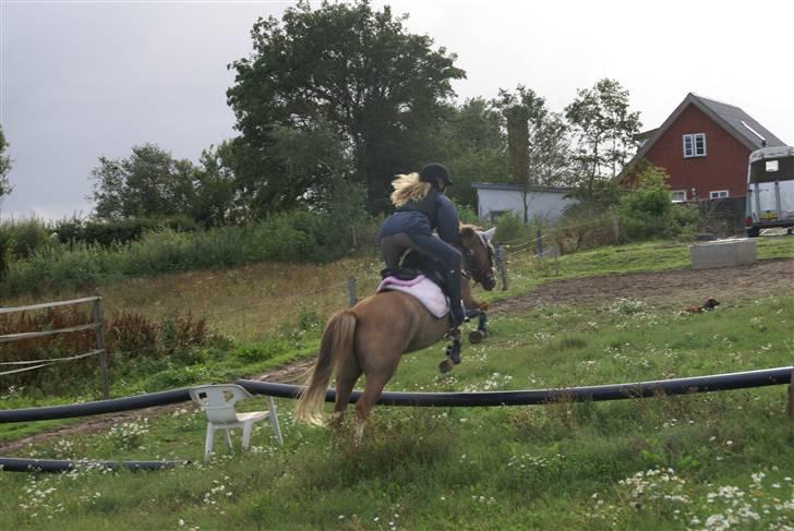 Welsh Pony af Cob-type (sec C) Molly/solgt. billede 10