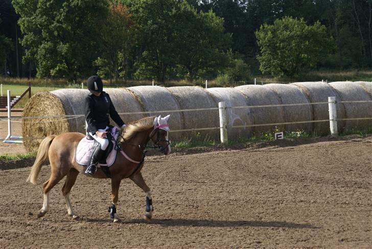 Welsh Pony af Cob-type (sec C) Molly/solgt. billede 11