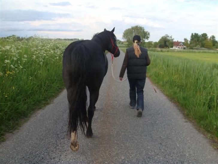 Anden særlig race Gazella RIP - På trække-tur langs med lammefjordskanalen billede 6