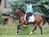 DSP Brunett ( L ) RIP! [Himmelhest]