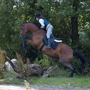 Dansk Varmblod Boston´s Aspirant