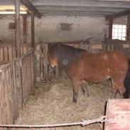 Anden særlig race zigger