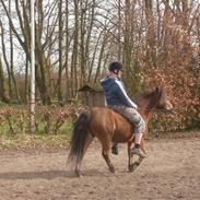 Anden særlig race zigger