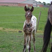 Knabstrupper Silke Ådal