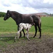 Knabstrupper Silke Ådal