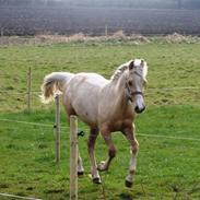 Welsh Partbred (Sec F) Fenja