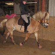 Tyroler Haflinger Mistery<3
