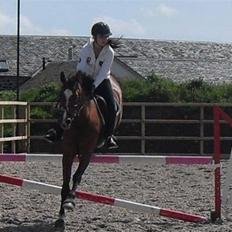 Hollandsk Varmblod Cindy (solgt)