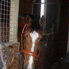 Hollandsk Varmblod Cindy (solgt)