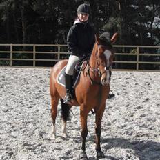 Hollandsk Varmblod Cindy (solgt)