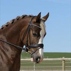 Welsh Partbred (Sec F) Friis Nachos Solgt 