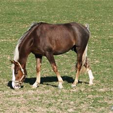 Welsh Partbred (Sec F) Friis Nachos Solgt 